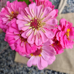Flower-Zinnia (pink) each