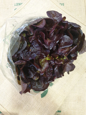 Lettuce- Red Oak from Werribee (each)