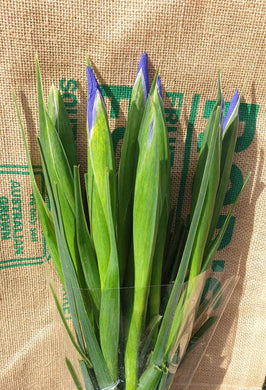 Flower- IRIS BLUE (farm)   bunch