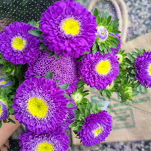 Load image into Gallery viewer, Flower- Aster( bunch) Purple