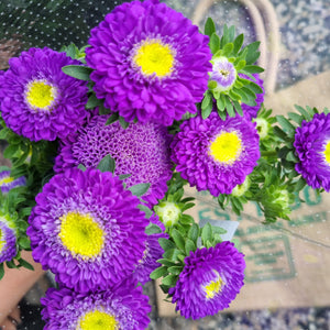 Flower- Aster( bunch) Purple