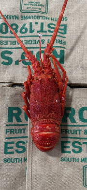 Fish-Lobster 900g to 1kg , Fresh