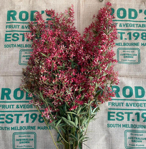Bush-Christmqs , Burgundy ( bunch)