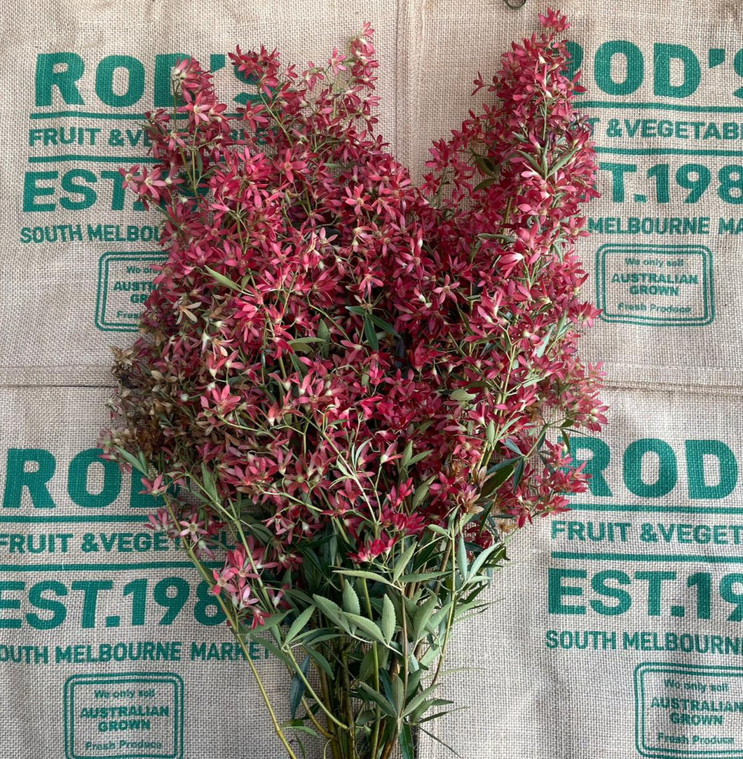 Bush-Christmqs , Burgundy ( bunch)