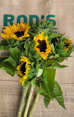 Flower- Sunflower- Teddy (bunch)