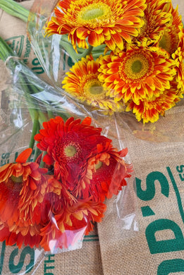 Flowers - Gerbera Mixed Colours (each)  Premium LARGE