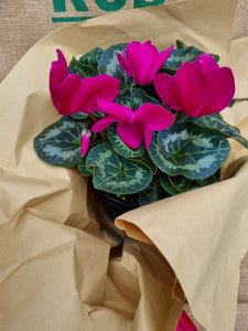 Flower- Cyclamen (Pink) (gift wrapped)