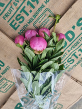 Load image into Gallery viewer, Flower- Paeonia (pink) bunch