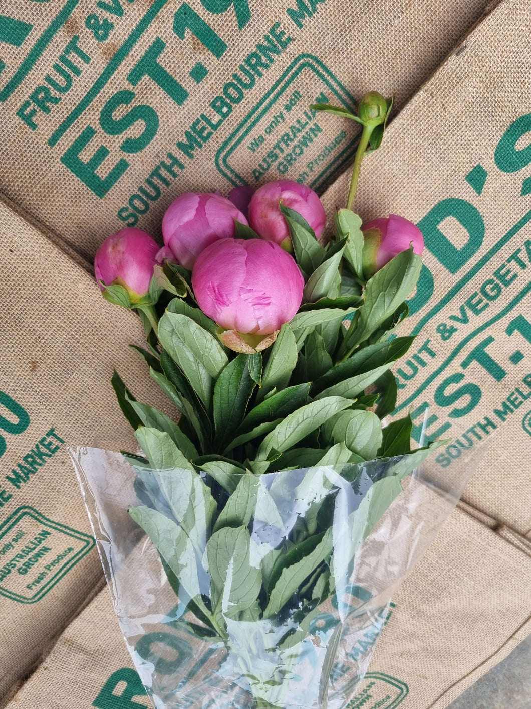 Flower- Paeonia (pink) bunch