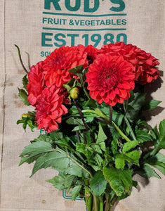 Flower- Dahlia ( orange) Large Bunch